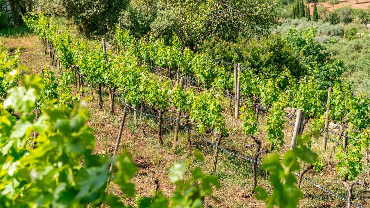 Luftbild der Weinterrassen rund um die Finca Es Castell